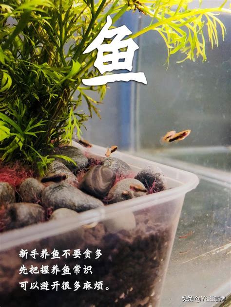 一尺魚缸養多少魚 2024年 甲辰